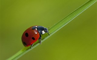 coccinelle-preserver-biodiversite3202003.jpg